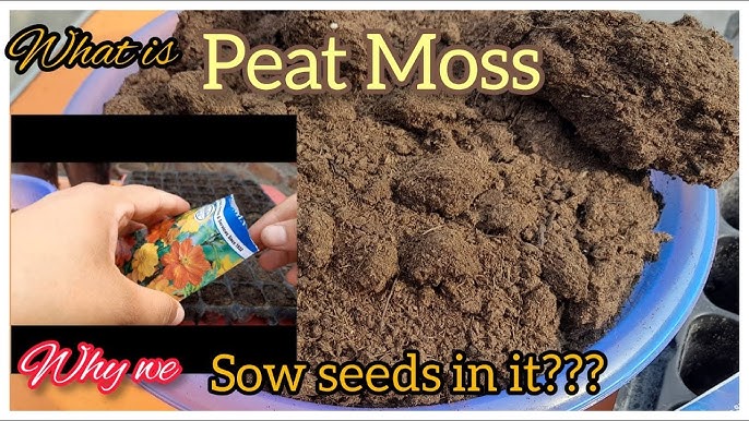 What To Know Before Using Sphagnum Moss Peat Moss for your