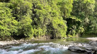 Listen to this nature melodies and you will feel better, birds sounds, beautiful river sound, ASMR