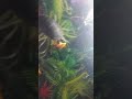 Turtle eat fish