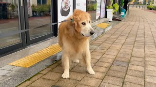 [K-dog life] Taking my stubborn retriever for a walk in rain