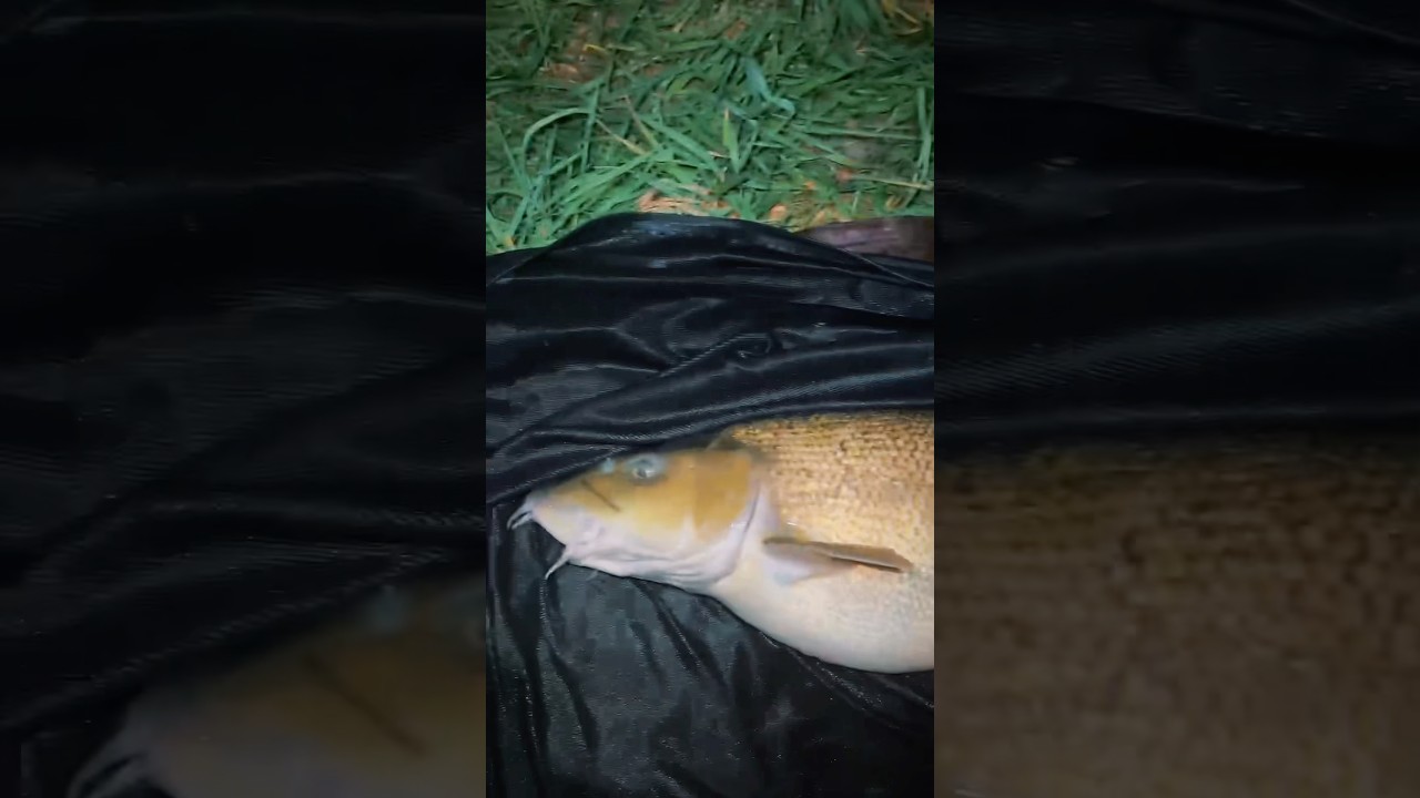 Look 👀 at the SIZE of this thing! 😱MONSTER ALERT!🚨 