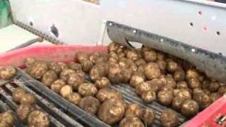 Potato harvest TOP-1 in Japan.wmv