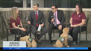Nonprofit organization trains dogs to support people with disabilities