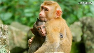 Abandoned Baby Monkey Ronnie Only Trust to Follow Young Female Monkey Katy Cuz Katy Care About Him