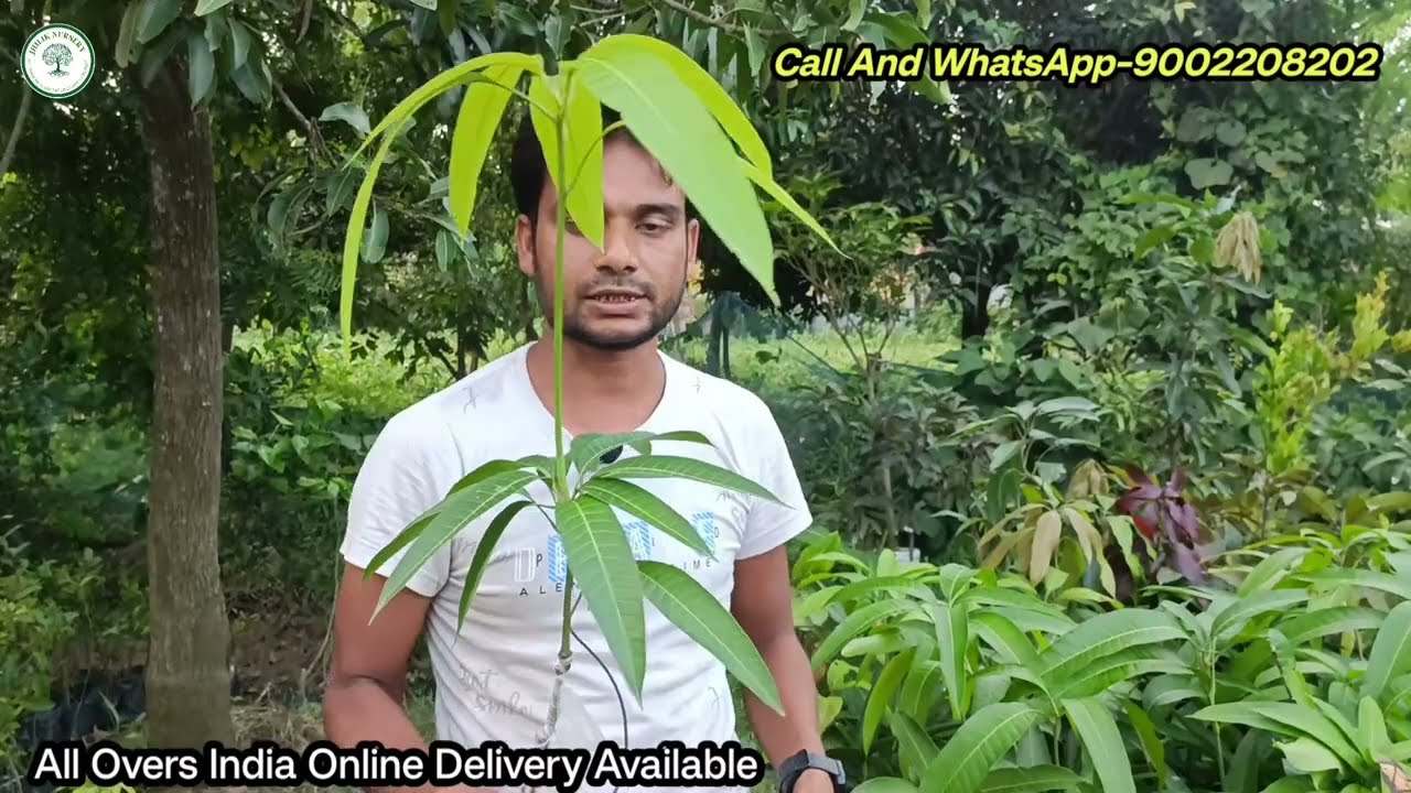 Jhilik Nursery New Update Fruit & Mango Plant / कोई वी फल और आम लेन के लिए संपर्क करें / my garden