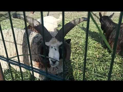 Video Eco Park of the village of Kovalivka (Poltava)#52, 1... - youtube