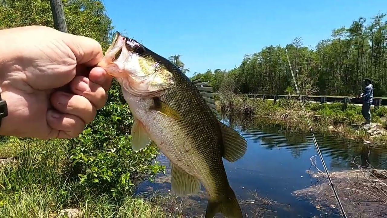 Catching bass with Temu lures on the Tamiami Trail. 3 channel  collaboration. 