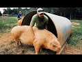 This Burly Butcher Cut Up Our Pig then Showed Us His Hog Farm