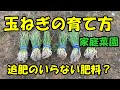 玉ねぎの育て方　追肥のいらない肥料