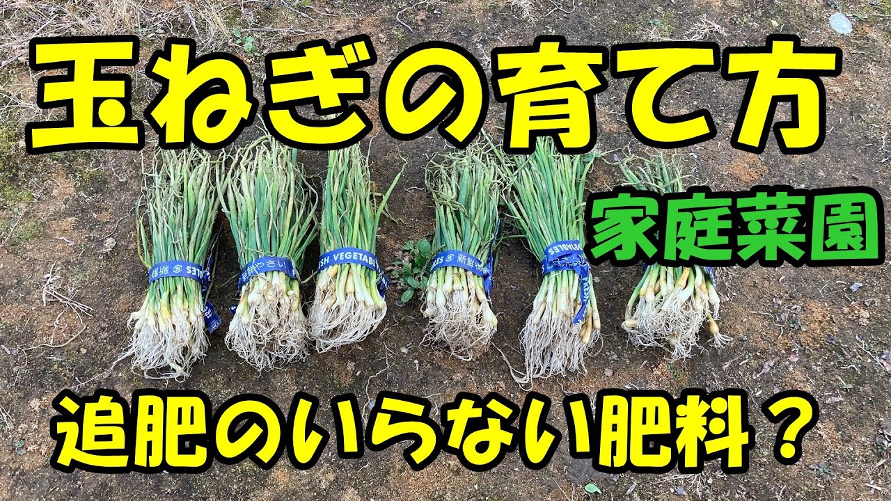 玉ねぎの育て方 追肥のいらない肥料 Youtube