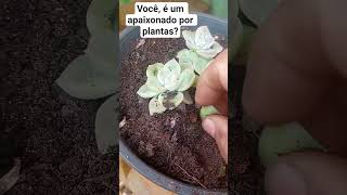 plantas# parte3#suculenta#Jardim#flores#paisagismo#verde#natureza