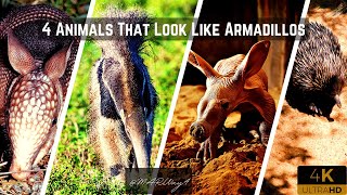 4 Animals That Look Like Armadillos -Panins, Aardvarks, Echidnas, Anteater