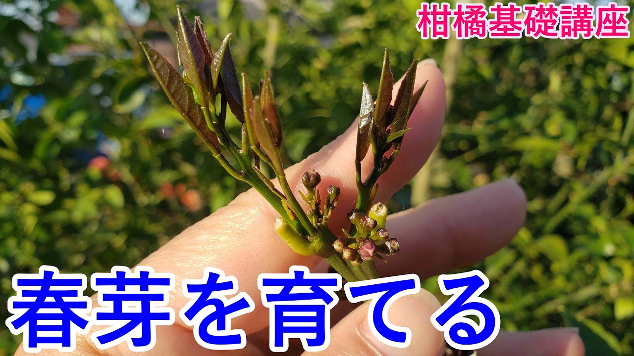 レモン、みかん、柚子、春芽を育てる、これ、半分正解で半分間違い