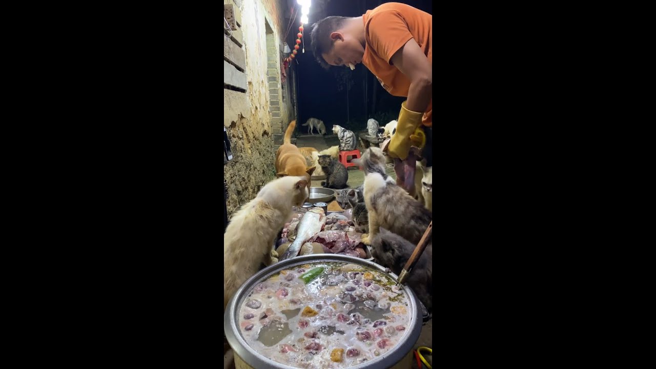 Make love meals for stray cats every day