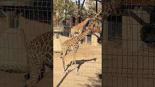 Al Ain Zoo Visit🐆🦓🦒 #alainzoo #abudhabi #punjabivlogger