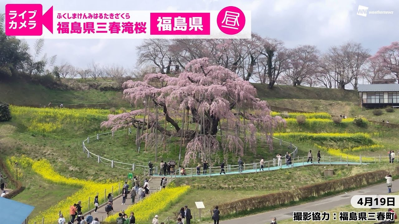 三春 滝 桜 ライブ カメラ