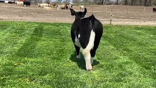 Lot 8 Boe Garth X Princess 999C