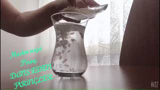 Dans Eden Pirinçler Deneyi