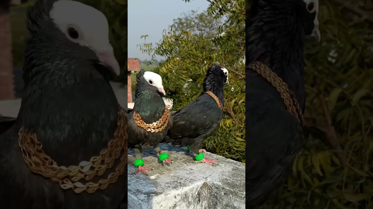 Pigeon Attitude Level Video Hta Do Shorts Youtubeshorts Viral
