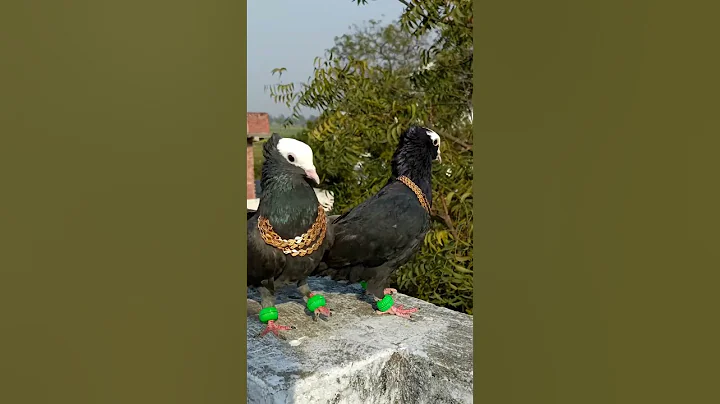 Pigeon attitude level video 🔥 🕊️ || जरा पर्दा hta do 🥵 || #shorts #youtubeshorts #viral