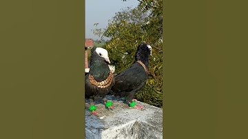 Pigeon attitude level video 🔥 🕊️ || जरा पर्दा hta do 🥵 || #shorts #youtubeshorts #viral