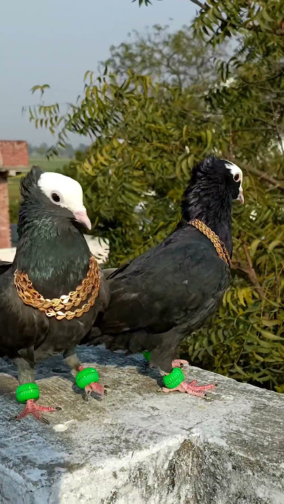 Pigeon attitude level video 🔥 🕊️ || जरा पर्दा hta do 🥵 || #shorts #youtubeshorts #viral