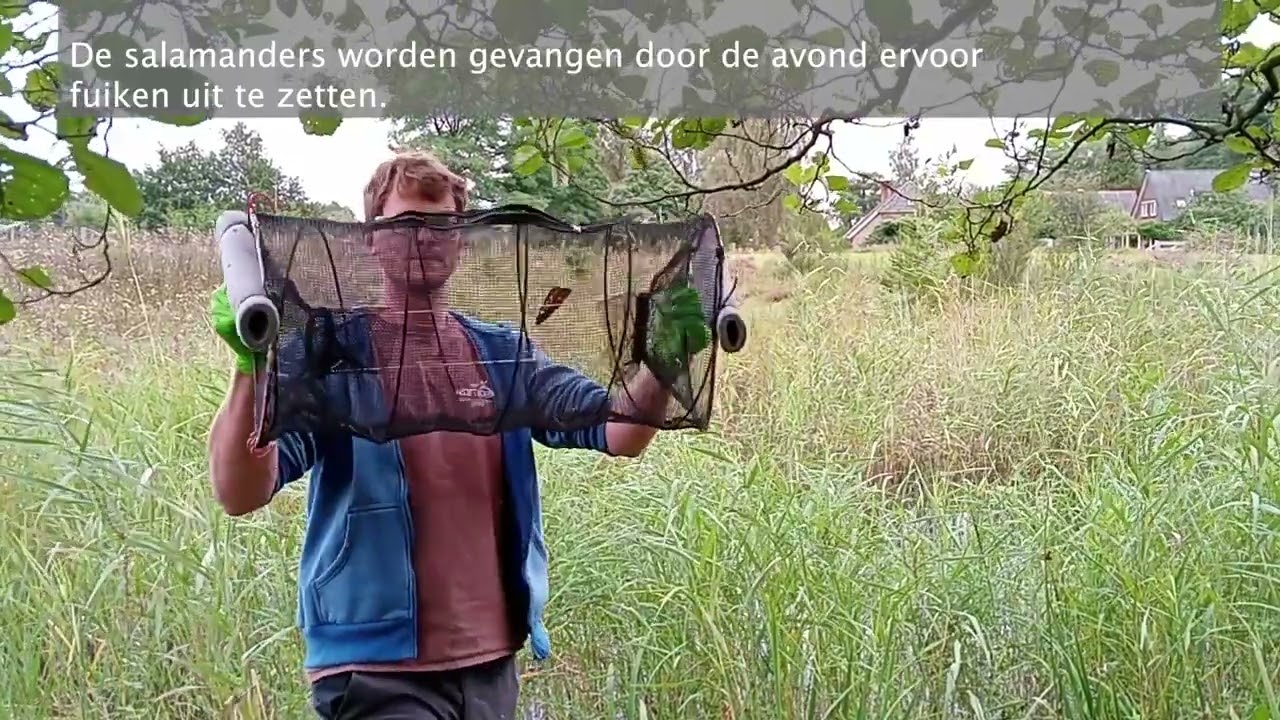Salamanders in Gorssel (Gld) in gevaar