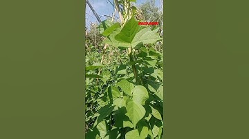 سورة الجمعة القارئ محمد الفقيه #قرآن #تلاوات #المغرب #مصر #الجزائر #اليمن #العراق #اكسبلور #fyp