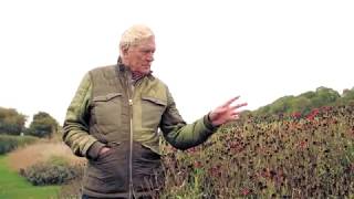 Piet Oudolf in Oudolf Field