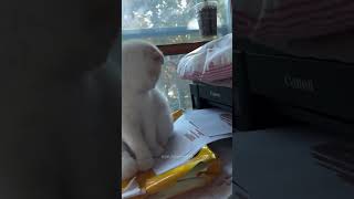 Funny Pets | 2024😂 Funny Dogs And Funny Cats Videos 🐱 🐕 😄 #55