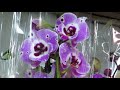 Шикарнейший завоз орхидей у Олега!!!!!На любой вкус!!!!