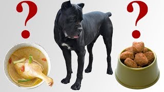 What we feed the dog the cane Corso and giving for wool. #canecorso #dogs #dog