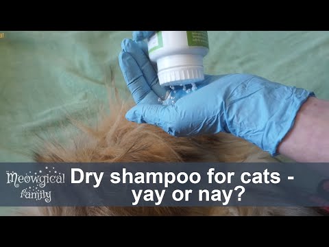 💡 Dry shampoo for cats - honest feedback