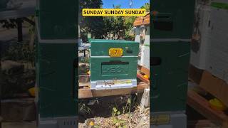 May 31 #beekeeping #bee #beekeeper #apimaye #lyson#queenbees
