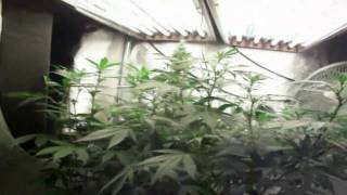 Harvesting Unknown Strains #1 & #3. Re-setting the tent for next grow
