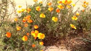 Be A Smile: California Poppy... gold along the road...