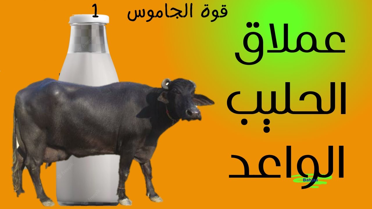 #قوة_الجاموس 1 اشتري جاموسة, ماتشتريش بقرة