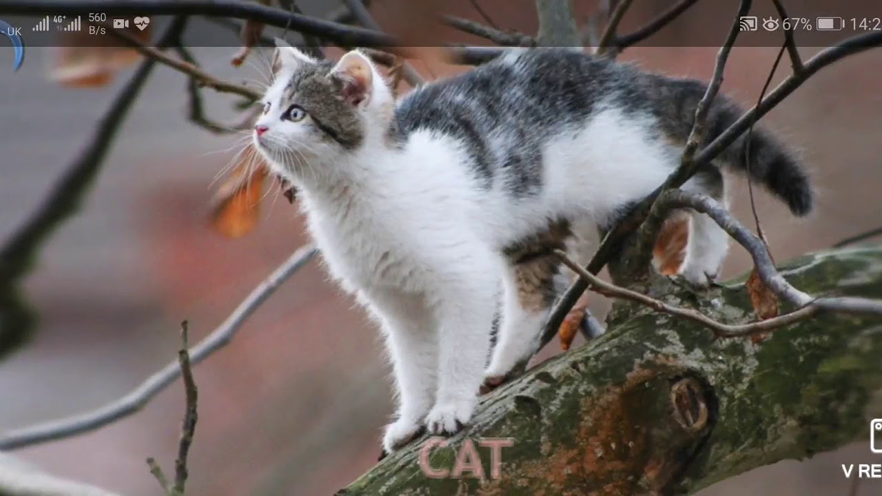 Animals for kids - YouTube