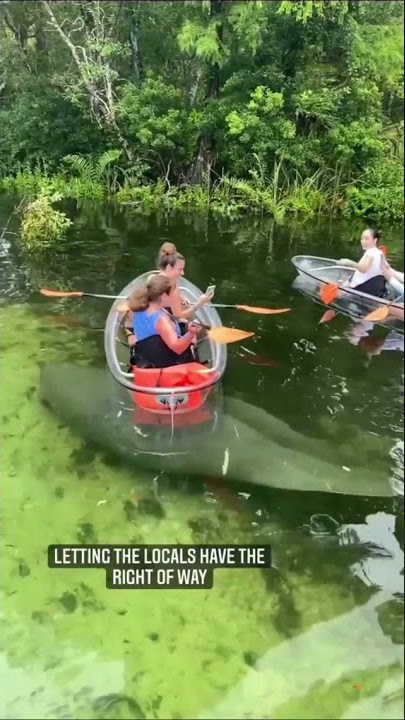 Dugong??? #shorts #tiktokviral #viralshorts #tiktok #instagram