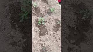 snap peas,tomatoes, cabbage,carrots,and serrano peppers that were planted from seed all doing well!