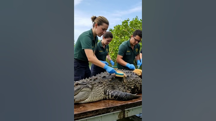 🐊✨ Unbelievable Alligator Rescue! Watch This Giant Get a Deep Clean! 🧽💦