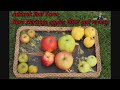 Adstock End Farm rare heritage apples, an apple that is the only one in the world 2022 &amp; review