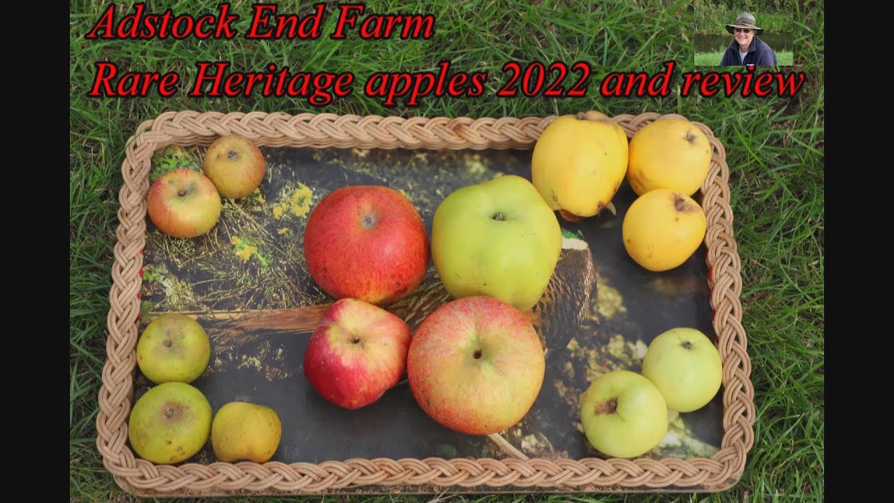 Adstock End Farm rare heritage apples, an apple that is the only one in the world 2022 & review