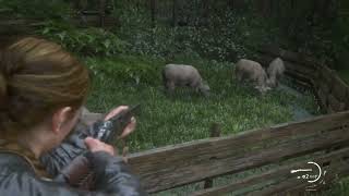 I tried to save the sheep from the wolves attack