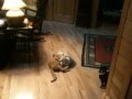 The Adventures of OZ the Ocicat CAT - Ozzie & Alfie wrestling の動画、YouTube動画。