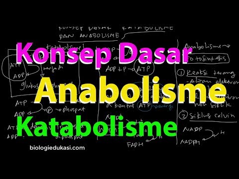 Video: Katabolisme Vs. Anabolisme: Hormoner, Kroppsvekt Og øvelser