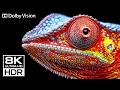 The Insane Dolby Vision HDR Video 4K 240 fps (8K/4K TV)