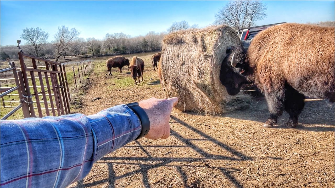 The Mysterious Leg Bone That We Found Was...