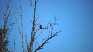 Blue Jays attacking a hawk