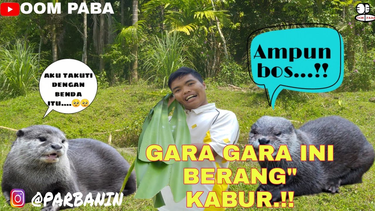GARA-GARA INI..?? HAMA BERANG-BERANG BISA KABUR....!!